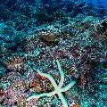 , photo taken in Maldives, Male Atoll, South Male Atoll, Maafushi Corner