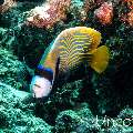 Emperor Angelfish (Pomacanthus imperator), photo taken in Maldives, Male Atoll, South Male Atoll, Maafushi Corner