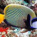 Emperor Angelfish (Pomacanthus imperator), photo taken in Maldives, Male Atoll, South Male Atoll, Maafushi Corner