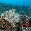, photo taken in Maldives, Male Atoll, South Male Atoll, Maafushi Corner