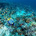 Emperor Angelfish (Pomacanthus imperator), photo taken in Maldives, Male Atoll, South Male Atoll, Maafushi Corner