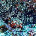 , photo taken in Maldives, Male Atoll, South Male Atoll, Maafushi Corner