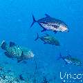 Napoleon Wrasse (Cheilinus undulatus), photo taken in Maldives, Male Atoll, South Male Atoll, Maafushi Corner