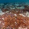 , photo taken in Maldives, Male Atoll, South Male Atoll, Maafushi Corner