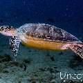 Green Sea Turtle (Chelonia mydas), photo taken in Maldives, Male Atoll, South Male Atoll, Maafushi Corner