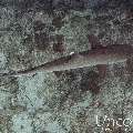 White Tip Reefshark (Triaenodon obesus), photo taken in Maldives, Male Atoll, South Male Atoll, Maafushi Corner