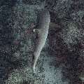 White Tip Reefshark (Triaenodon obesus), photo taken in Maldives, Male Atoll, South Male Atoll, Maafushi Corner