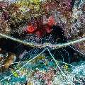 Painted spiny lobster (Panulirus versicolor), photo taken in Maldives, Male Atoll, South Male Atoll, Bushi Corner