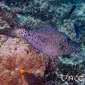 Scribbled Leatherjacket Filefish (Aluterus scriptus), photo taken in Maldives, Male Atoll, South Male Atoll, Bushi Corner