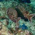, photo taken in Maldives, Male Atoll, South Male Atoll, Bushi Corner