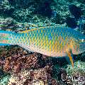 , photo taken in Maldives, Male Atoll, South Male Atoll, Bushi Corner