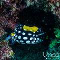 , photo taken in Maldives, Male Atoll, South Male Atoll, Bushi Corner