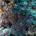 , photo taken in Maldives, Male Atoll, South Male Atoll, Bushi Corner