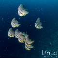 , photo taken in Maldives, Male Atoll, South Male Atoll, Bushi Corner