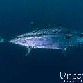 Dogtooth Tuna (Gymnosarda unicolor), photo taken in Maldives, Male Atoll, South Male Atoll, Bushi Corner