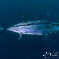 Dogtooth Tuna (Gymnosarda unicolor), photo taken in Maldives, Male Atoll, South Male Atoll, Bushi Corner