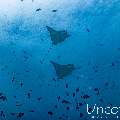 Ocellated eagle ray (Aetobatus ocellatus), photo taken in Maldives, Male Atoll, South Male Atoll, Bushi Corner