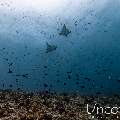 Ocellated eagle ray (Aetobatus ocellatus), photo taken in Maldives, Male Atoll, South Male Atoll, Bushi Corner