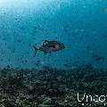 , photo taken in Maldives, Male Atoll, South Male Atoll, Bushi Corner