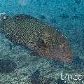 Napoleon Wrasse (Cheilinus undulatus), photo taken in Maldives, Male Atoll, South Male Atoll, Bushi Corner