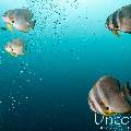 , photo taken in Maldives, Male Atoll, South Male Atoll, Bushi Corner