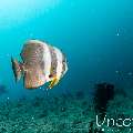 , photo taken in Maldives, Male Atoll, South Male Atoll, Bushi Corner