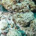 Honeycomb Moray (Gymnothorax favagineus), photo taken in Maldives, Male Atoll, South Male Atoll, Bushi Corner