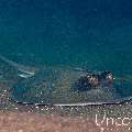 Blue-spotted Ribbontail Ray (Taeniura lymma), photo taken in Indonesia, Bali, Tulamben, Seraya Secrets