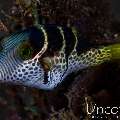 Black-Saddled Toby (Canthigaster valentini), photo taken in Indonesia, Bali, Tulamben, Seraya Secrets