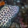 Honeycomb Moray (Gymnothorax favagineus), photo taken in Indonesia, Bali, Tulamben, Seraya Secrets