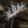 Nudibranch, photo taken in Indonesia, Bali, Tulamben, Seraya Secrets