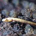 , photo taken in Indonesia, Bali, Tulamben, Seraya Secrets