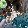 Tiger Shrimp (Phyllognathia ceratophthalma), photo taken in Indonesia, Bali, Tulamben, Seraya Secrets