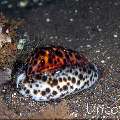 Tiger Shell (Cypraea tigris), photo taken in Indonesia, Bali, Tulamben, Seraya Secrets