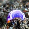 , photo taken in Indonesia, Bali, Tulamben, Seraya Secrets