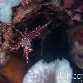 Dancing Shrimp (Rhynchocinetes durbanensis), photo taken in Indonesia, Bali, Tulamben, Seraya Secrets