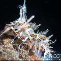 Tiger Shrimp (Phyllognathia ceratophthalma), photo taken in Indonesia, Bali, Tulamben, Seraya Secrets