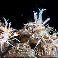 Tiger Shrimp (Phyllognathia ceratophthalma), photo taken in Indonesia, Bali, Tulamben, Seraya Secrets