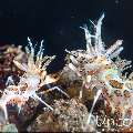 Tiger Shrimp (Phyllognathia ceratophthalma), photo taken in Indonesia, Bali, Tulamben, Seraya Secrets
