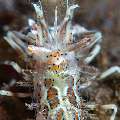 Tiger Shrimp (Phyllognathia ceratophthalma), photo taken in Indonesia, Bali, Tulamben, Seraya Secrets