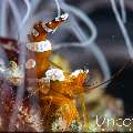 Sexy Shrimp (Thor amboinensis), photo taken in Indonesia, Bali, Tulamben, Seraya Secrets