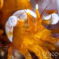 Sexy Shrimp (Thor amboinensis), photo taken in Indonesia, Bali, Tulamben, Seraya Secrets