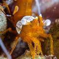 Sexy Shrimp (Thor amboinensis), photo taken in Indonesia, Bali, Tulamben, Seraya Secrets