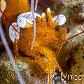 Sexy Shrimp (Thor amboinensis), photo taken in Indonesia, Bali, Tulamben, Seraya Secrets