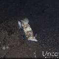 Nudibranch, photo taken in Indonesia, Bali, Tulamben, Seraya Secrets