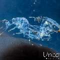 Ghost Shrimp (Isopontonia platycheles), photo taken in Indonesia, Bali, Tulamben, Big Tree