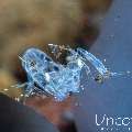 Ghost Shrimp (Isopontonia platycheles), photo taken in Indonesia, Bali, Tulamben, Big Tree