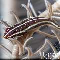 Twoline Clingfish (Lepadichthys lineatus), photo taken in Indonesia, Bali, Tulamben, Big Tree