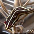 Twoline Clingfish (Lepadichthys lineatus), photo taken in Indonesia, Bali, Tulamben, Big Tree