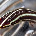 Twoline Clingfish (Lepadichthys lineatus), photo taken in Indonesia, Bali, Tulamben, Big Tree